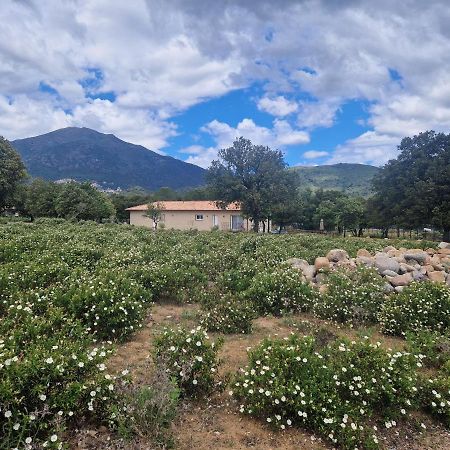 Domaine U Filanciu - Casa Ghjulia - Centru Di Corsica Villa Moltifao Eksteriør billede