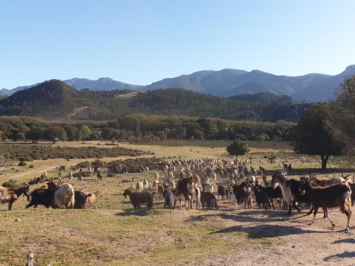 Domaine U Filanciu - Casa Ghjulia - Centru Di Corsica Villa Moltifao Eksteriør billede