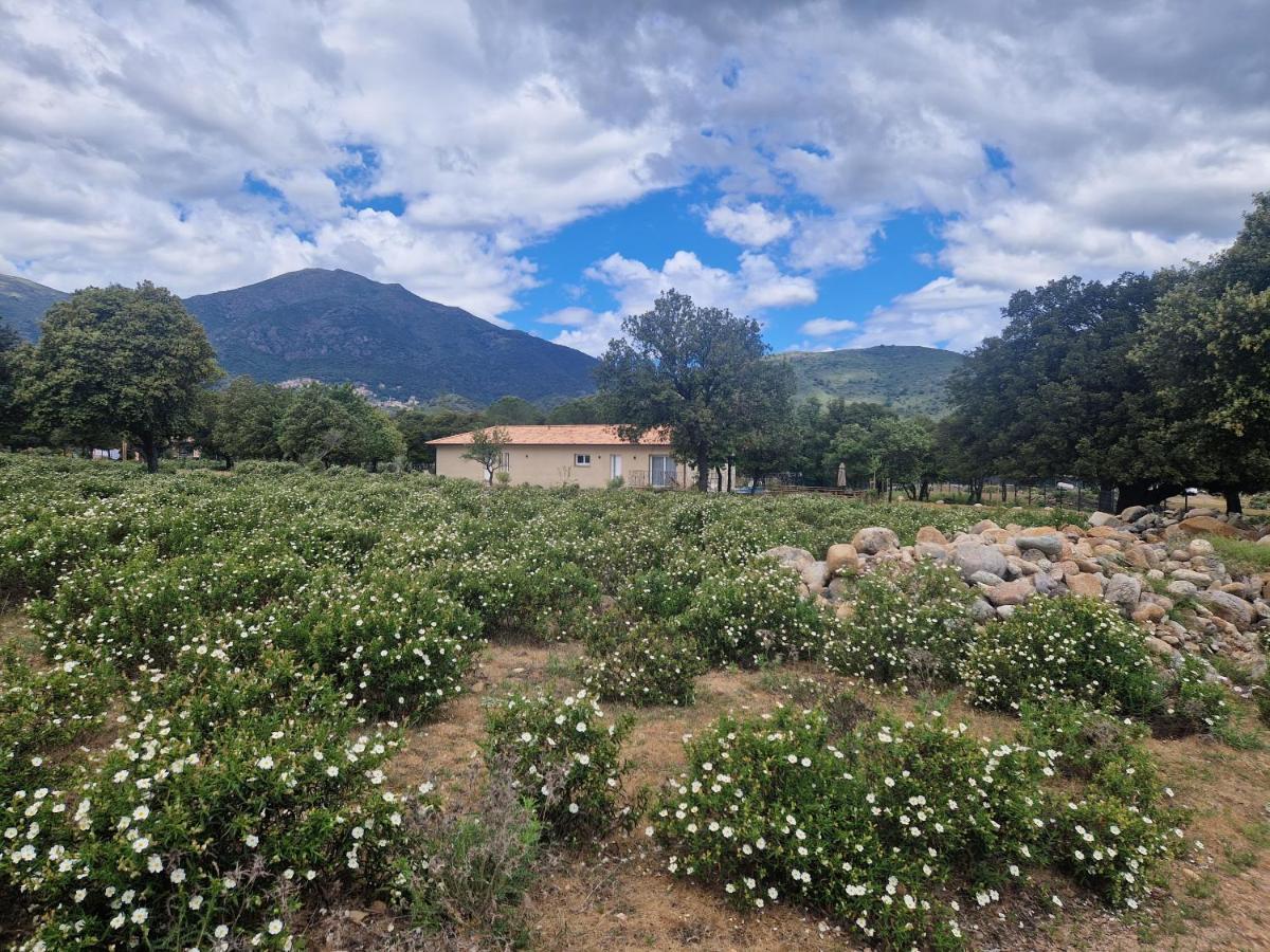 Domaine U Filanciu - Casa Ghjulia - Centru Di Corsica Villa Moltifao Eksteriør billede